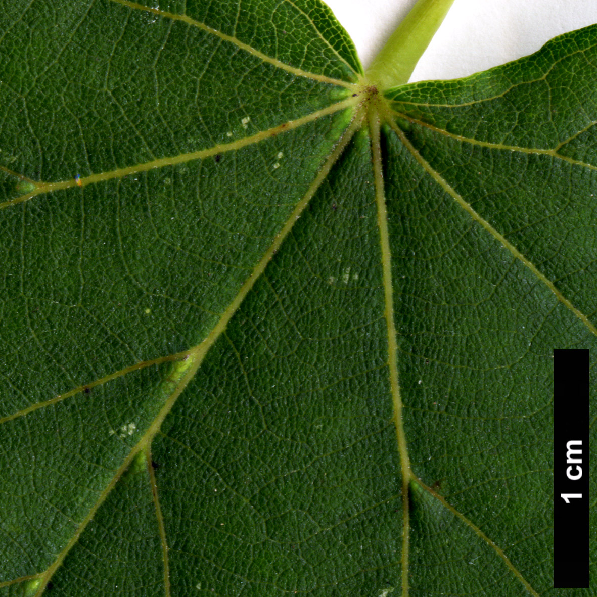 High resolution image: Family: Malvaceae - Genus: Tilia - Taxon: ×europaea - SpeciesSub: 'Lappen' (T.cordata × T.platyphyllos)
